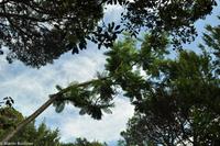 Impressionen aus Ischia - Botanischer Garten 