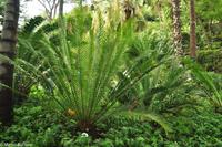 Impressionen aus Ischia - Botanischer Garten 