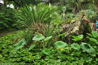 Impressionen aus Ischia - Botanischer Garten 