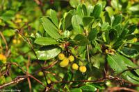 Impressionen aus Ischia - Botanischer Garten 