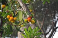 Impressionen aus Ischia - Botanischer Garten 