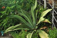 Impressionen aus Ischia - Botanischer Garten 