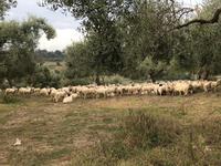 überall Tiere nur kaum Kühe