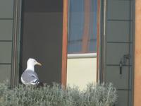 ein außergewöhnlicher Mitbewohner