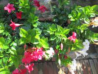 Blumenpracht auf Torcello