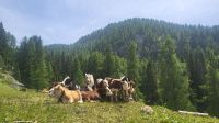 191 – Italien, Trentino, Adamello-Brenta