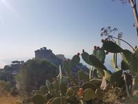 Kaktusfeigen mit Blick auf Castelmola