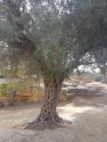 Olivenbaum mit schönem Stamm Agrigent