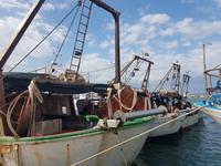 Fischerboote Trapani