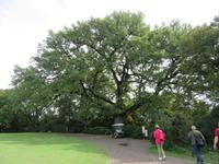 400 Jahre alte Eiche