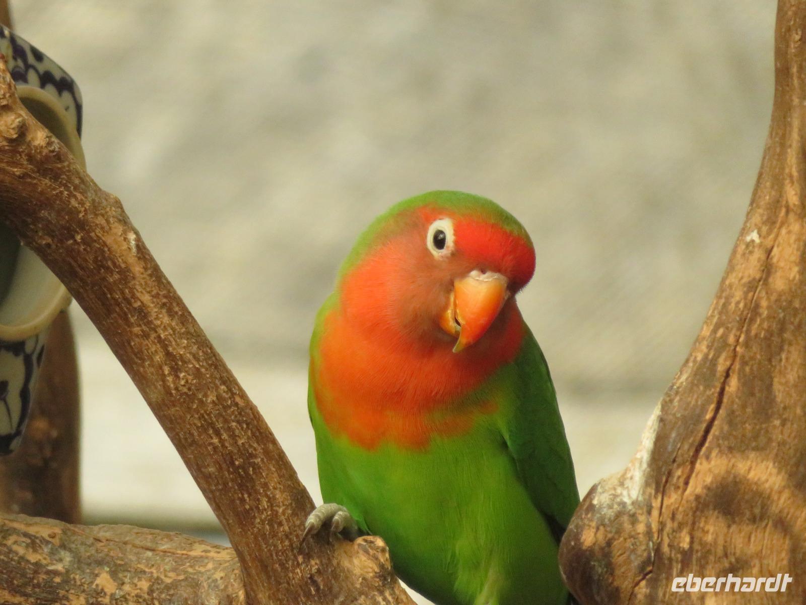 Botanischer Garten La Mortella_4