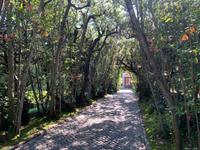 in den Vatikanischen Gärten