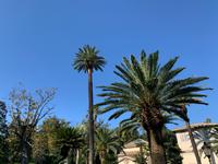 in den Vatikanischen Gärten