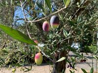 in den Vatikanischen Gärten