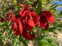 Vatikanische Gäsrten - Hahnenkammbaum (Albero del corallo)