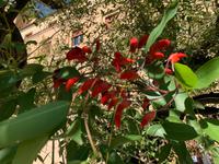 Vatikanische Gäsrten - Hahnenkammbaum (Albero del corallo)