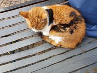 Italien, Amalfiküste, Minori, Katze am Hafen