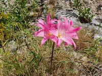Italien, Amalfiküste, Wanderung im Mühlental, Belladonnalilie