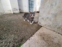 Italien, Amalfiküste, Ravello, Hotelkatze