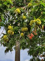 Italien, Amalfiküste, Esskastanie