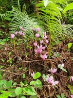 Italien, Amalfiküste, Ravello, Alpenveilchen am Weg zum Kloster Nicola