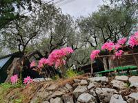 Italien, Amalfiküste, Belladonnalilien