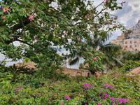Italien, Amalfiküste, POsitano Kapokbaum