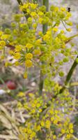 Rundreise Süd-Italien - wilder Fenchel