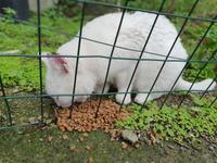 Italien, Amalfiküste, Vietri sul mare, Festmenue für einen Kater