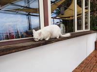 Italien, Amalfiküste, Mittagesen in Pogerola, auch für Katze Ascuolino