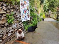 Italien, Amalfiküste, Götterweg, Nocelle, Katzen warten schon am Chiosco