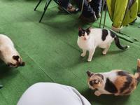 Italien, Amalfiküste, Götterweg, Katzen im Chiosco