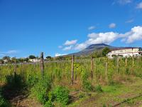 Italien, Weingut Casa Setaro, Blick zum Versuv