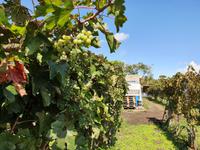 Italien, Weingut Casa Setaro