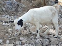 Wanderung durch das wilde Capri (5)