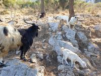 Wanderung durch das wilde Capri (7)