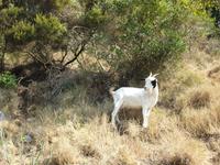 Wanderung durch das wilde Capri (42)