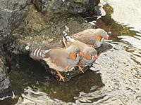 Besuch des Botanischen Gartens La Mortella (3)