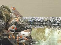 Besuch des Botanischen Gartens La Mortella (4)