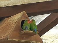 Besuch des Botanischen Gartens La Mortella (5)