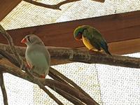 Besuch des Botanischen Gartens La Mortella (6)