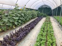 Im Kräutergarten Goldrain