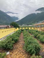 Im Kräutergarten Goldrain