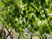 Die Trauben hängen hoch