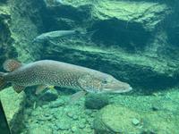 Im Nationalparkhaus mit einheimischen Fischen