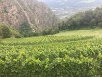 Blick auf den Weinberg