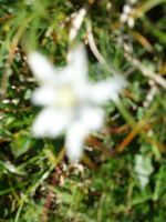 Single-Wanderreise Brenta-Dolomiten & Trentino – Nord-Italien (194).JPG