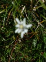 Single-Wanderreise Brenta-Dolomiten & Trentino – Nord-Italien (195).JPG