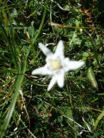 Single-Wanderreise Brenta-Dolomiten & Trentino – Nord-Italien (204).JPG