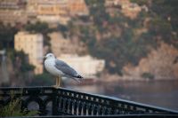 Möwe mit Sorrents Küste